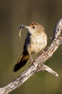 Spinifexbird (Megalurus carteri) with insect prey, Western Australia, Australia