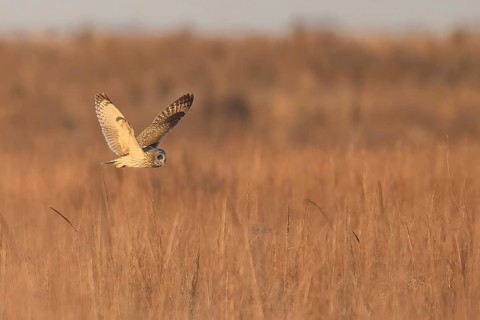 Short-eared Owl (Asio flammeus) flying, Texas, USA