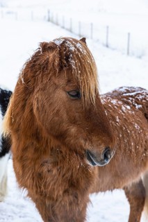 Brown Icelandic horse (Equuus ferus caballus), portrait, Northern Iceland Eyestra, Iceland