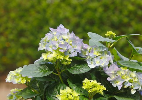 Hydrangea (Hydrangea macrophylla), flowering shrub with blue-violet and greenish inflorescences in