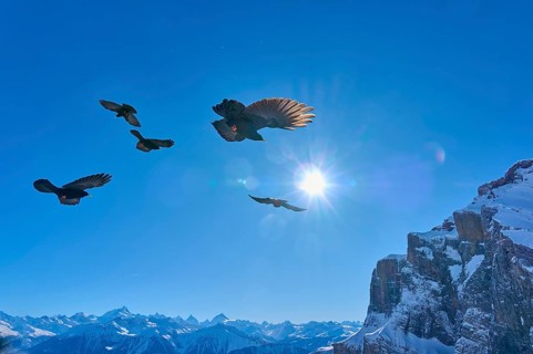 Alpine choughs (Pyrrhocorax graculus), group of birds flying at altitude over a sunny, snow-covered