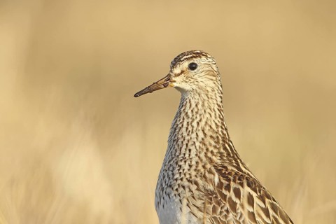 Pectoral Sandpiper (Calidris melanotos) female, Alaska, USA