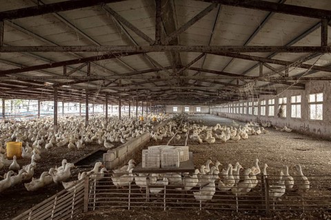 Ducks ready for slaughter, Jiang Su Salted Duck Farming Co. Ltd, Xiang Shui County, China