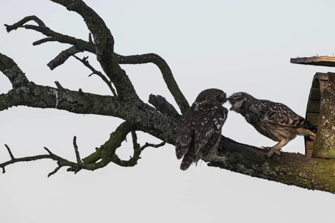 Little owls (Athene noctua), feeding young animals, Emsland, Lower Saxony, Germany
