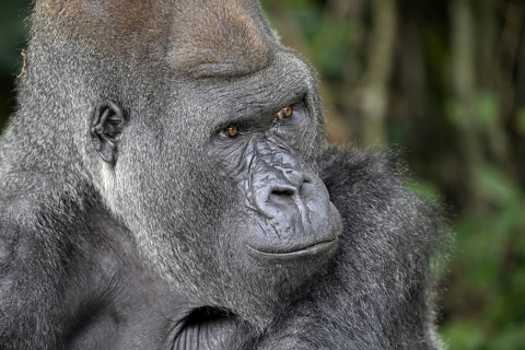 Western lowland gorilla (Gorilla gorilla gorilla), portrait, Réserve Lésio-Louna nature reserve,