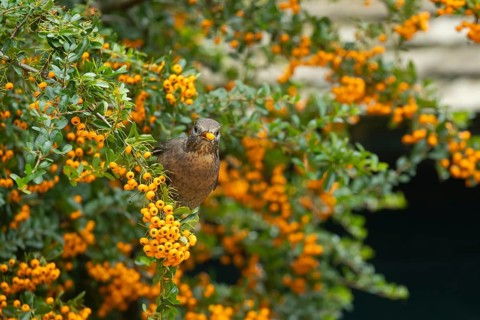 Eurasian blackbird (Turdus merula) adult female garden bird feeding on Pyracantha plant berries in