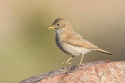 Desert Lark (Ammomanes deserti), Eilat, Israel