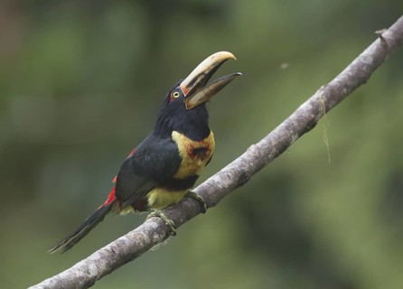 Pale-mandibled Aracari (Pteroglossus erythropygius), Pichincha, Ecuador