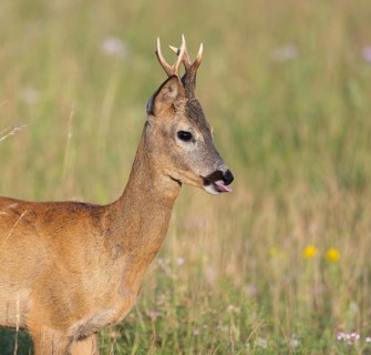 Roe deer (Capreolus capreolus), roebuck standing in a meadow, tongue, Delicious to see, wildlife,