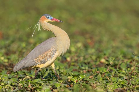 Whistling Heron (Syrigma sibilatrix) feeding in a marsh in the Pantanal of Brazil