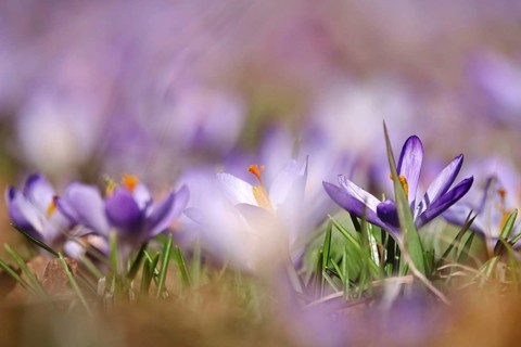 Beautiful crocus flower, early spring, Germany