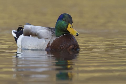 Mallard (Anas platyrhynchos) male, Tribalj, Croatia