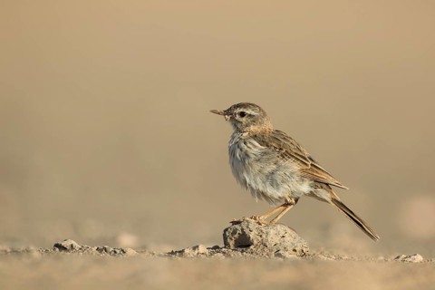 Berthelot's Pipit (Anthus berthelotii) on ground, Lanzarote, Spain