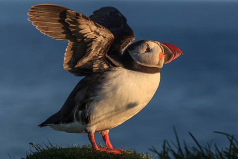 Puffin (Fratercula arctica) standing and winging in the grass in the evening light of the midnight