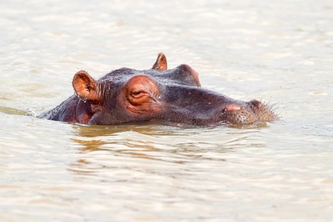 Hippopotamus (Hippopotamus amphibius), iSimangaliso Wetland Park, St. Lucia, KwaZulu-Natal, South