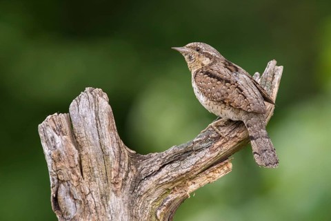 Eurasian Wryneck (Jynx torquilla) perched on a stump, Poland