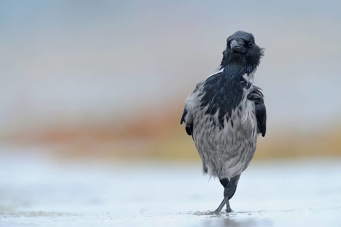 Hooded Crow (Corvus cornix), Mecklenburg-Western Pomerania, Germany