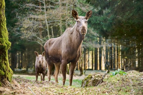 Elk (Alces alces) standing on a meadow on the edge of a forest, Bavaria, Germany