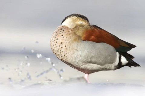 Ringed Teal (Callonetta leucophrys) male, St. Gallen, Switzerland