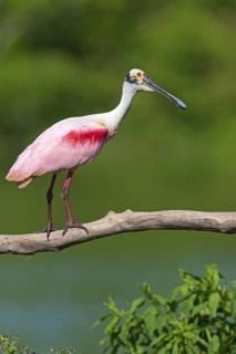 Roseate Spoonbill (Platalea ajaja), Texas, USA