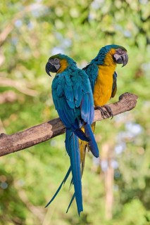 Yellow-breasted Macaw (Ara ararauna) Colombia