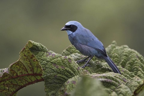 Turquoise Jay (Cyanolyca turcosa), Ecuador