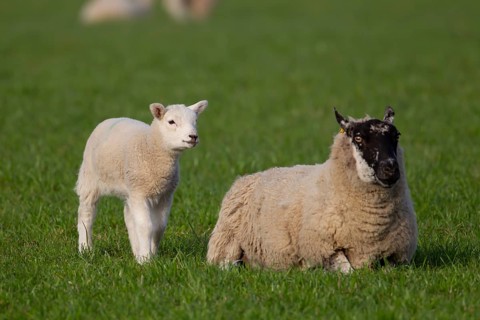 Domestic sheep (Ovis aries) adult mother ewe and juvenile baby lamb farm animals in a grass field