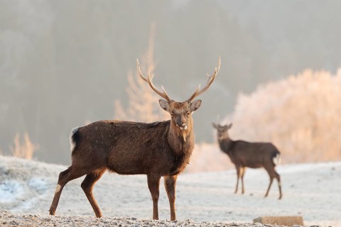 A Japanese sika deer stag and a hind (Cervus nippon nippon) stand on a meadow in hilly terrain. A