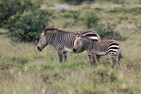Cape Mountain Zebra (Equus zebra), adult, female, mother, juvenile, alert, feeding, Mountain Zebra
