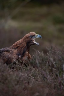 Golden eagle (Aquila chrysaetos) adult bird of prey raptor calling on a moorland, Scotland, United