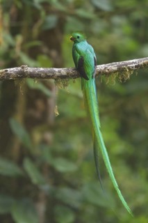 Resplendent Quetzal (Pharomachrus mocinno), Costa Rica