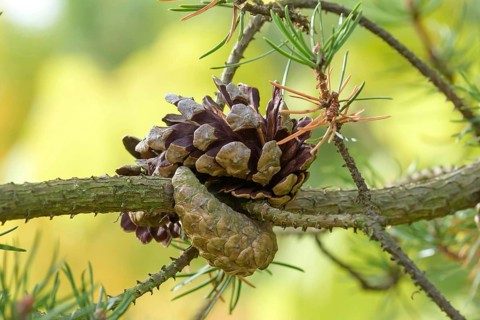 Banks' pine (Pinus banksiana), Tharandt Forest Park, Tharandt, Saxony, Germany