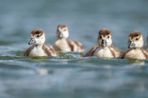 Egyptian goose (Alopochen aegyptiaca) chicks swimming on a lake, Bavaria, Germany