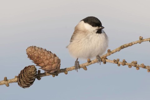 Marsh Tit (Poecile palustris), Thuringia, Germany