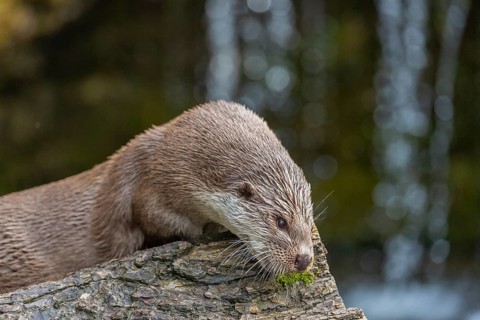 One Eurasian otter (Lutra lutra) resting on a log in front of a little cascade