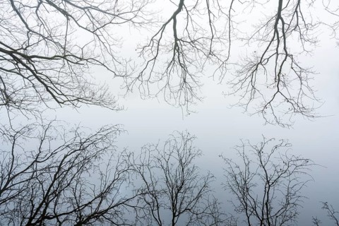 Ahlhorn fish ponds in fog, Ahlhorn, Lower Saxony, Germany