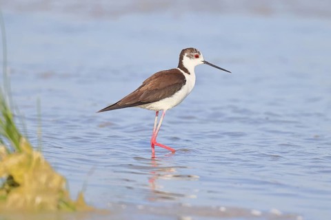 Black-winged Stilt (Himantopus himantopus) foraging in the shallow water of a lake shore, Wildlife,