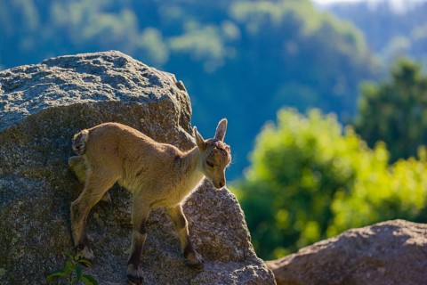 One baby ibex (Capra ibex) stands on a rock