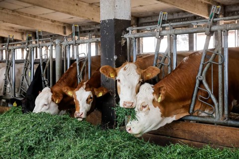 Oberlausitz, Saxony, Germany - Cattle eat fresh grass in the barn, the animals on this farm are