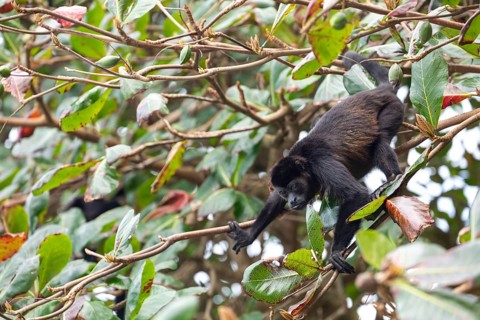 Young mantled howler monkey (Alouatta palliata) moving through tropical almond tree branches.