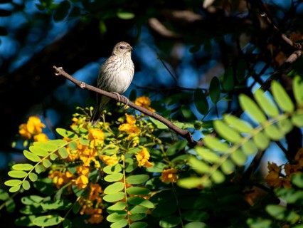 Free-living female saffron tanager (Sicalis flaveola) in a nature reserve in Buenos Aires,