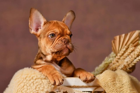 Portrait of cute Mocca Red Sable French Bulldog dog puppy in box with natural boho style decoration