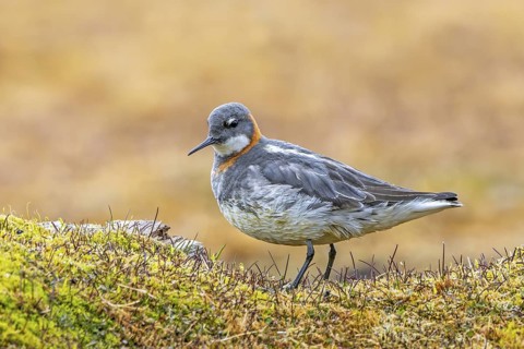 Red-necked phalarope, northern phalarope (Phalaropus lobatus) female in breeding plumage foraging