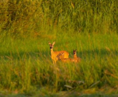 Roe deer (Capreolus capreolus), doe with two fawns standing in a meadow, warm morning light,