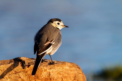 White Wagtail (Motacilla alba), Castile-La Mancha, Spain