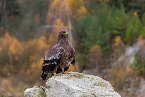 One steppe eagle, Aquila nipalensis, sits on a rock in front of an autumnal coloured forest