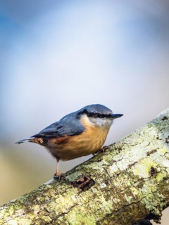 Eurasian Nuthatch, Sitta europaea in forest at winter sun