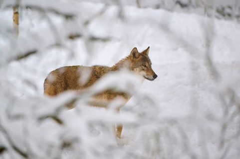 A wolf in a snowy forest appears alert and calm, Winter, Wolf (Canis lupus), Germany