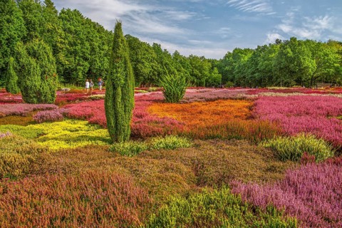 Heather garden with many varieties of heather from all over the world, Schneverdingen, Lüneburg