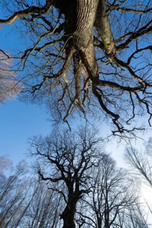 Primeval forest Urwald Sababurg, Hofgeismar, Weser Uplands, Weserbergland, Hesse, Germany